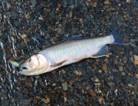 夏の風物詩「ハス」